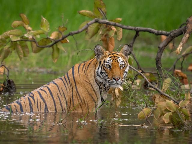 Ranthambore