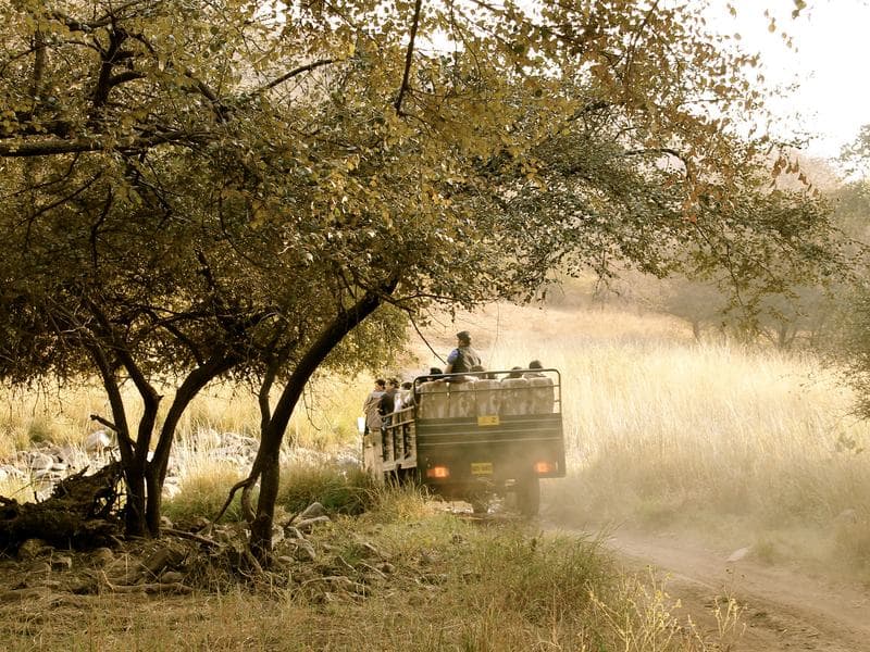 Tiger Safari