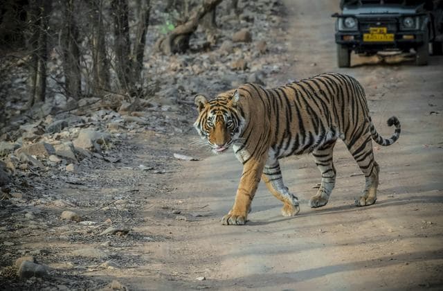 Golden Triangle Tour with Ranthambore Tiger Safari hero (real)