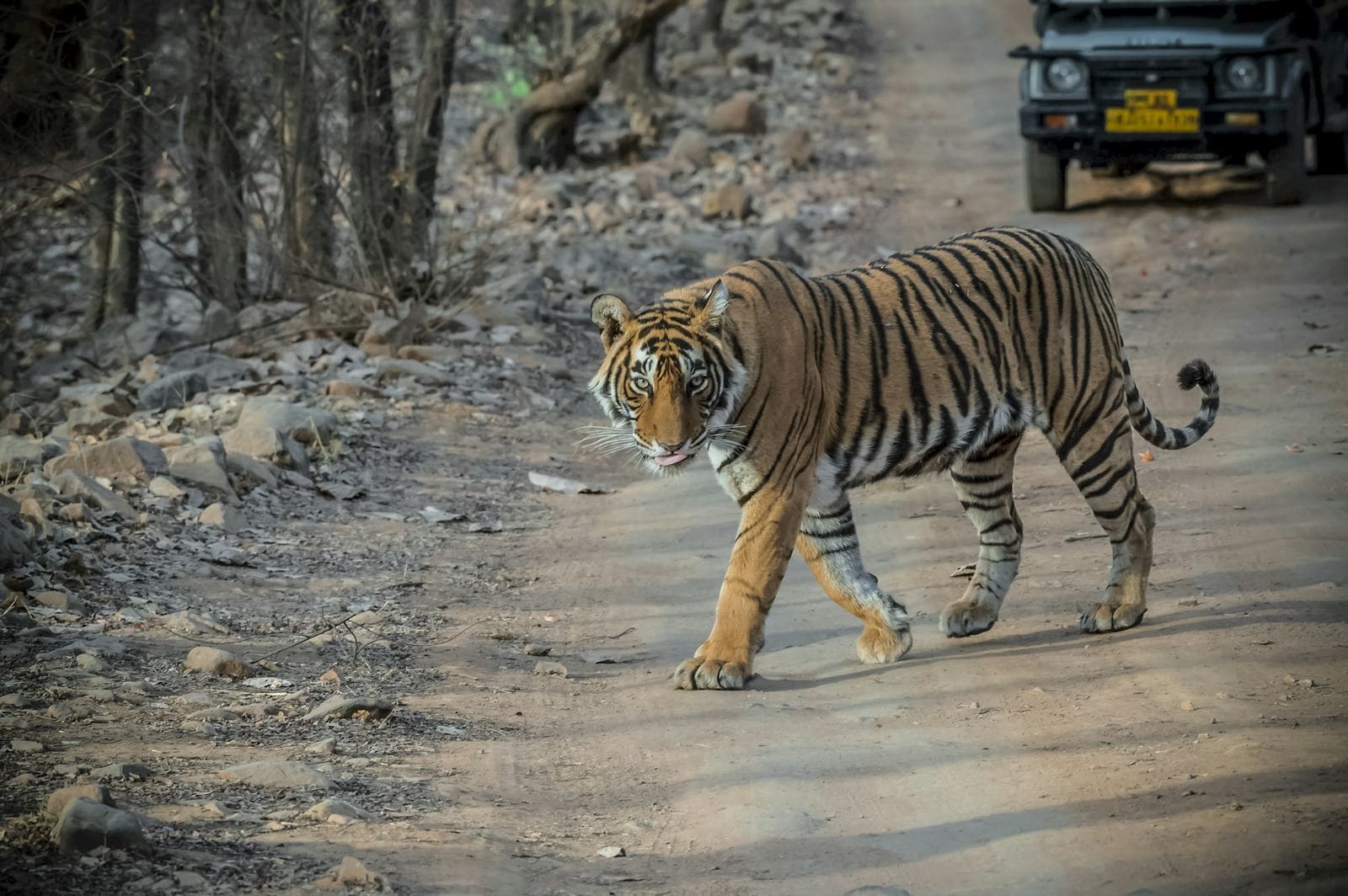 Circuit Triangle d'Or avec safari tigre à Ranthambore hero (real)