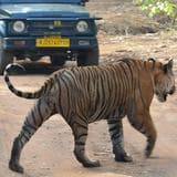 ranthambore tiger