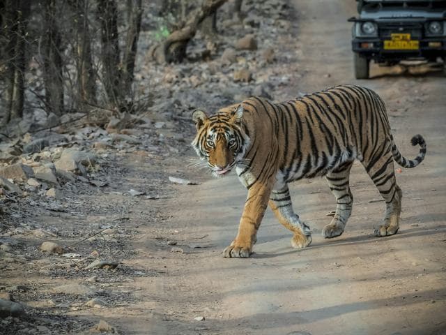 Golden Triangle Tour with Ranthambore Tiger Safari hero (real)
